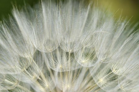 Close-Up Of Dandelion Seed, Lockport Prairie Nature Preserve, Illinois by Panoramic Images art print