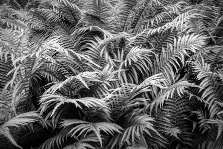Fern Plants In Springtime, Stuttgart, Germany by Panoramic Images art print
