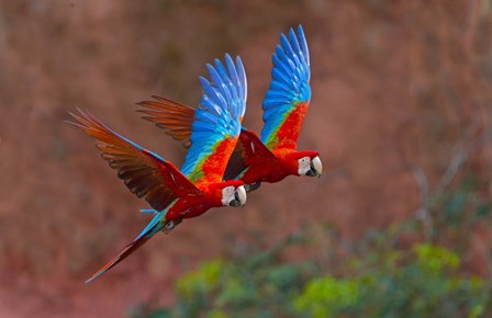Close Up Of Two Flying Red-And-Green Macaws by Panoramic Images art print