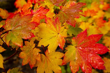 Close-Up Of Wet Autumn Leaves, Portland, Oregon by Panoramic Images art print