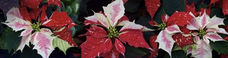 Close-Up Of Poinsettias by Panoramic Images art print