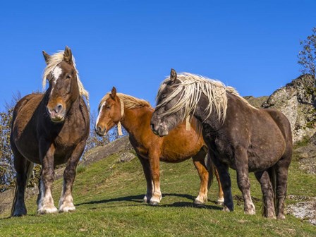 Close-Up Of Three Horses by Panoramic Images art print