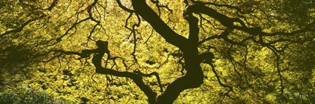 View Of Tree Branches, Portland Japanese Garden by Panoramic Images art print