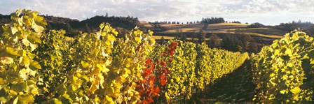 View Of Zenith Vineyard, Amity, Oregon by Panoramic Images art print