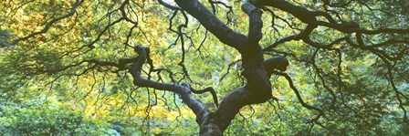 Close Up Of Japanese Maple Branches, Portland Japanese Garden by Panoramic Images art print