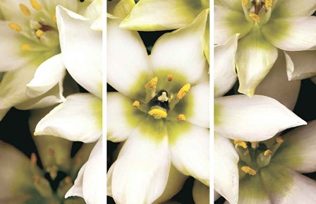 Star of Bethlehem Triptych by Andrew Levine art print