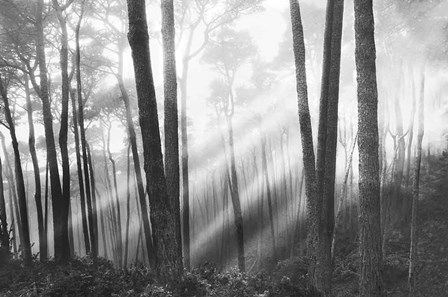 Mystical Forest &amp; Sunbeams by Monte Nagler art print