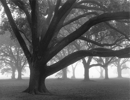 Oak Grove in Fog (black &amp; white) by William Guion art print