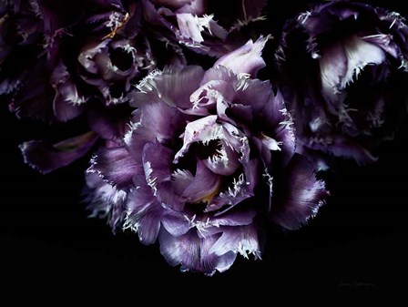 Purple Fringed Tulips II by Elise Catterall art print
