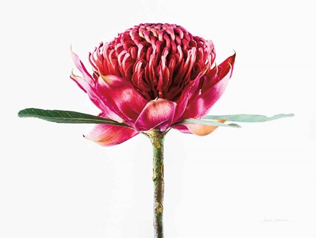 Waratah Flower by Elise Catterall art print