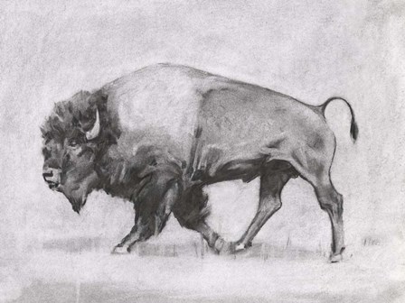 Wild Bison Study II by Emma Scarvey art print