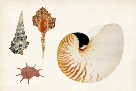 Antique Shell Anthology I by Vision Studio art print
