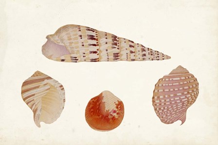 Antique Shell Anthology VII by Vision Studio art print