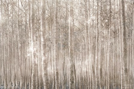 Birch Trees by Bluebird Barn art print