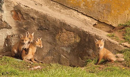 Fox Cubs I by Aledanda art print