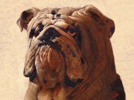 Bulldog by Thomas Fluharty art print