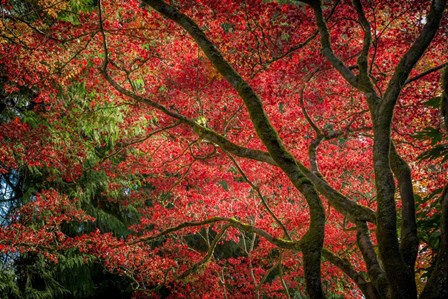 Autumn Beauty by Tim Oldford art print