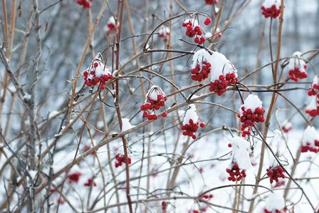 Berries in Winter by Sue Schlabach art print