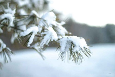 Frosted White Pine by Sue Schlabach art print