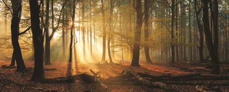 Speulderbos Panorama by Martin Podt art print