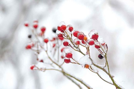 Winter Berries II by Felicity Bradley art print
