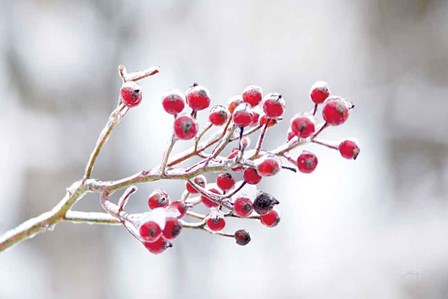 Winter Berries I by Felicity Bradley art print