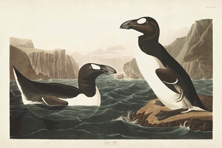 Pl 341 Great Auk by John James Audubon art print