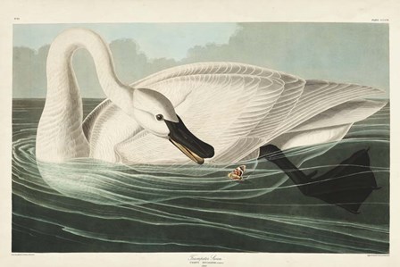 Pl 406 Trumpeter Swan by John James Audubon art print