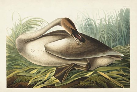 Pl 376 Trumpeter Swan by John James Audubon art print