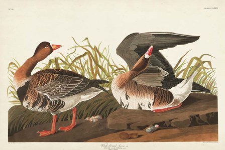 Pl 286 White-fronted Goose by John James Audubon art print