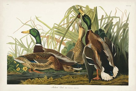 Pl 221 Mallard Duck by John James Audubon art print