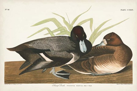 Pl 229 Scaup Duck by John James Audubon art print
