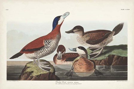 Pl 343 Ruddy Duck by John James Audubon art print