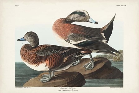 Pl 345 American Widgeon by John James Audubon art print