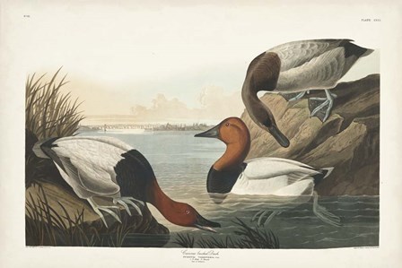 Pl 301 Canvas-backed Duck by John James Audubon art print