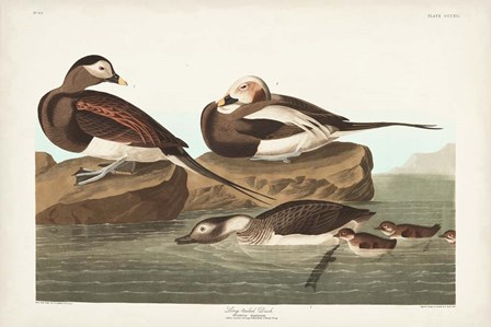 Pl 312 Long-tailed Duck by John James Audubon art print