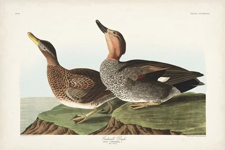 Pl 348 Galdwell Duck by John James Audubon art print
