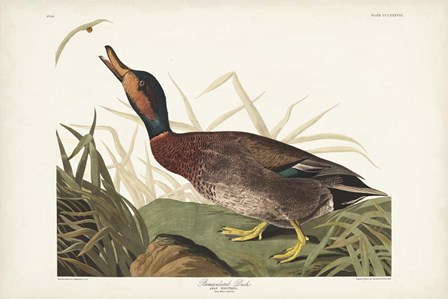 Pl 338 Bemaculated Duck by John James Audubon art print