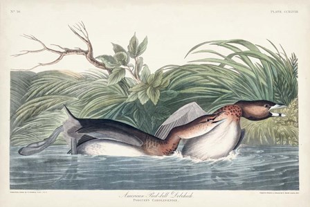 Pl 248 American Pied-bill Duck by John James Audubon art print
