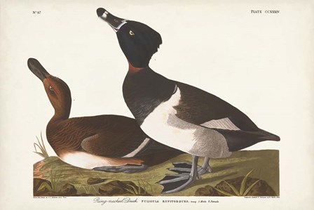 Pl 234 Ring-necked Duck by John James Audubon art print