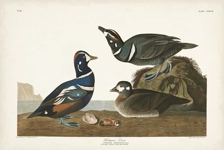 Pl 297 Harlequin Duck by John James Audubon art print