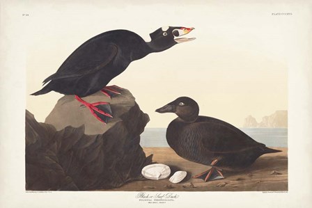 Pl 317 Black or Surf Duck by John James Audubon art print