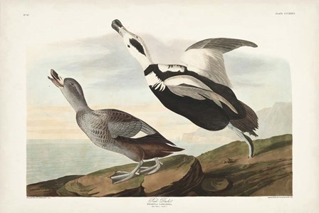 Pl 332 Pied Working Duck by John James Audubon art print