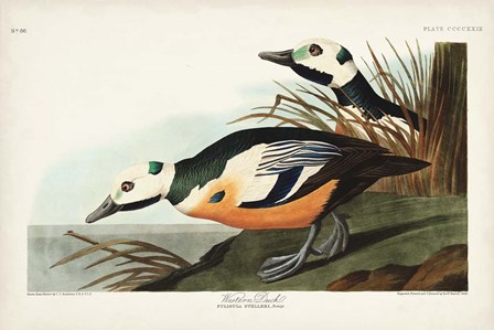Pl 429 Western Duck by John James Audubon art print