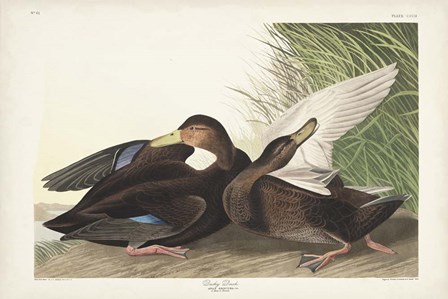 Pl 302 Dusky Duck by John James Audubon art print