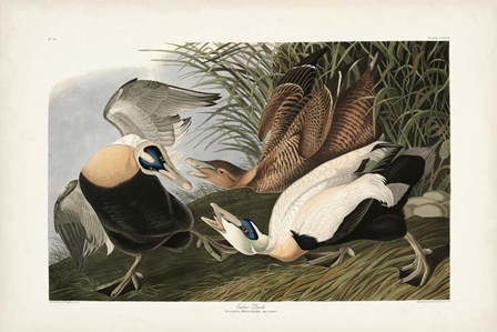 PL 246 Eider Duck by John James Audubon art print