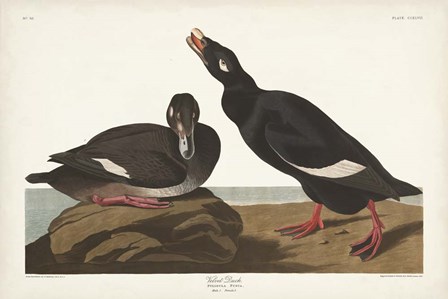 Pl 247 Velvet Duck by John James Audubon art print