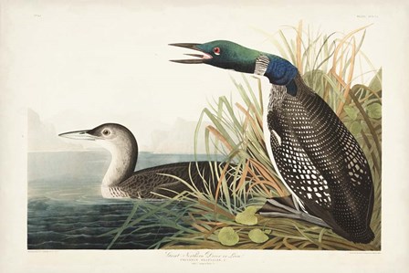 Pl 306 Great Northern Diver or Loon by John James Audubon art print