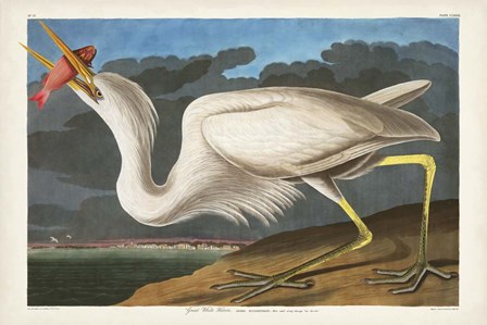 Pl 281 Great White Heron by John James Audubon art print