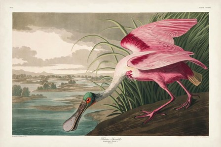 Pl 321 Roseate Spoonbill by John James Audubon art print